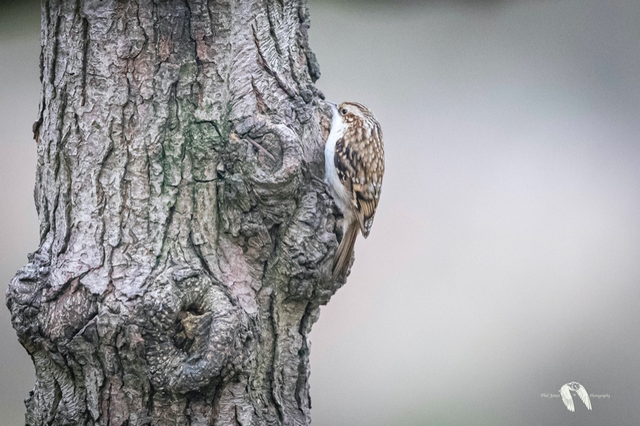 Tree Creeper DX27499